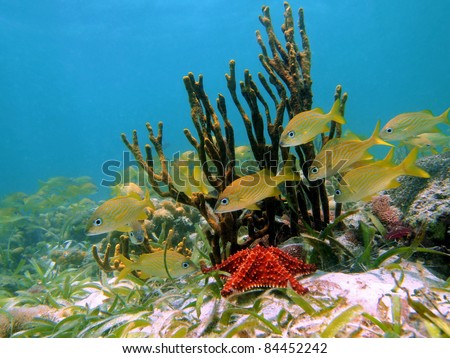 Underwater seabed with a shoal of tropical fish, a starfish and rope sponge in the Caribbean sea, Panama