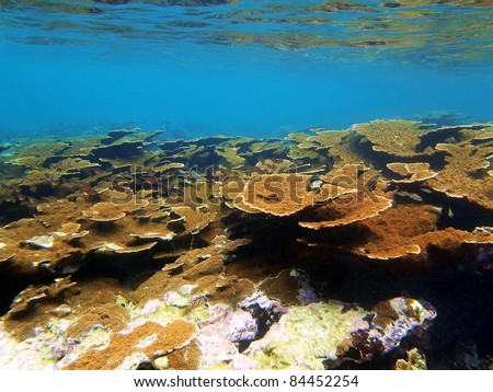 Underwater Elkhorn coral reef colony with school of small fish and water surface in the Caribbean sea, Bocas del Toro, Panama