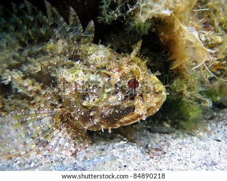 Head of black scorpion fish in the Mediterranean sea, Azure coast, French riviera, France