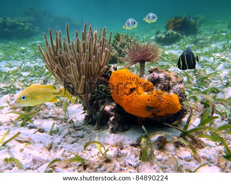 Underwater sea life with orange sea sponge, sea rod coral, fish and feather duster worm in the Caribbean sea, Panama