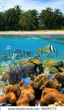 Tropical scene above and under water with beach sand and coconut trees, underwater part, colorful fish in a coral reef, Caribbean sea