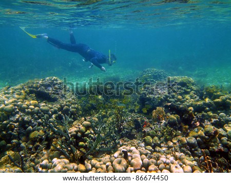 One man snorkeling on a coral reef with tropical fish in the Caribbean sea, Costa Rica