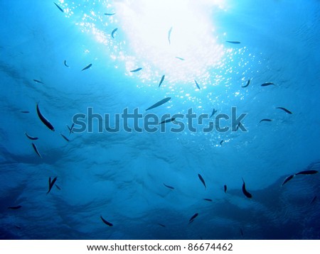 Under water surface with sun light reflection and a school of small fish, natural scene, Vermilion Coast, Mediterranean sea, Roussillon, France