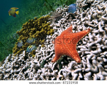 Starfish on white coral with yellow tube sponge and colorful tropical fish, Caribbean sea