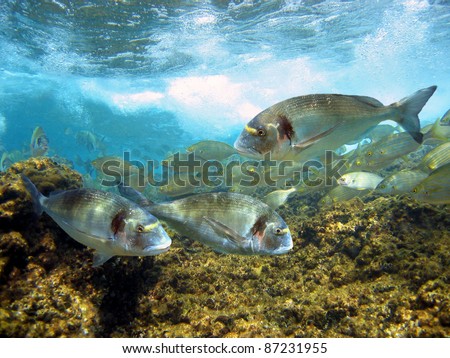 Gilt-head bream fish under surface in the marine reserve of Cerbere-Banyuls, Mediterranean sea, Cote Vermeille, Roussillon, France