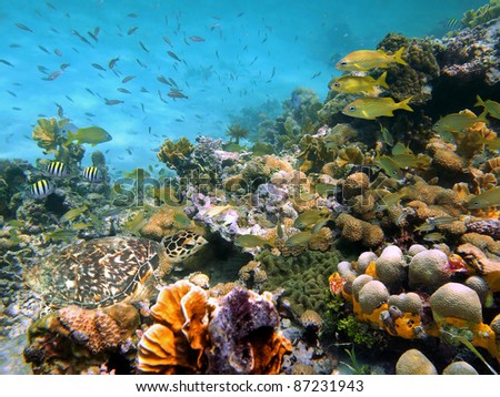 A green sea turtle in a thriving coral reef with shoal of tropical fish, Caribbean sea