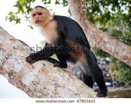 White-faced capuchin monkey on a coconut tree trunk, national park of Cahuita, Caribbean, Costa Rica
