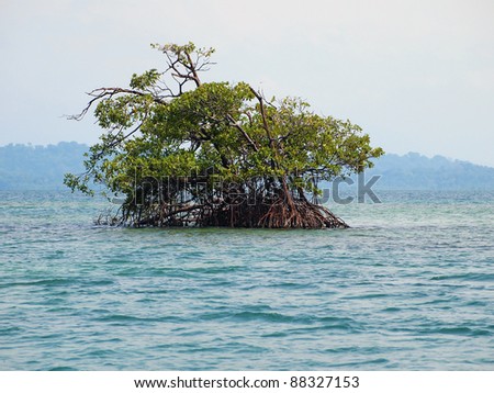 Islet of mangrove tree in the archipelago of Bocas del Toro, Caribbean sea, Panama