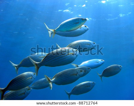 School of sea bream fish, Sarpa salpa, swimming to water surface, Mediterranean sea, Corsica, France