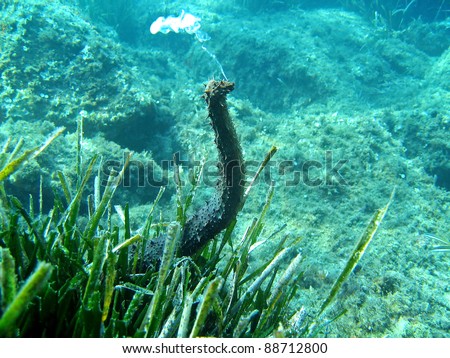 Underwater view of a tubular sea cucumber, Holothuria tubulosa, spawning in the Mediterranean sea, Corsica, France
