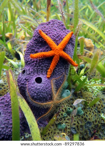 Comet starfish and brittle star on purple tube sponge, Caribbean sea