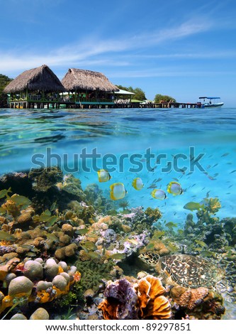 Tropical sea split view of a Caribbean bar restaurant over the water, underwater part a colorful coral reef with a shoal of fish and a green sea turtle, Crawl Cay, Bocas del Toro, Panama