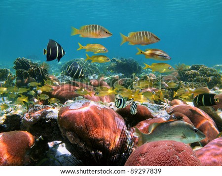Underwater in a colorful coral garden with shoal of tropical fish, Caribbean sea, Mexico