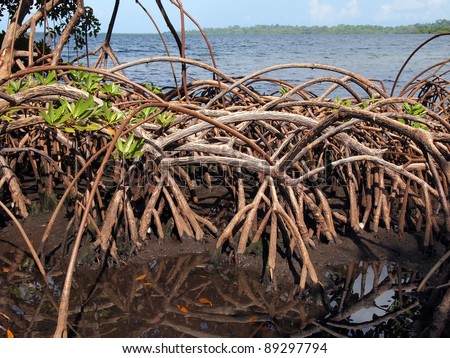 Roots of mangrove tree with the Caribbean sea in background, Bocas del Toro, Panama