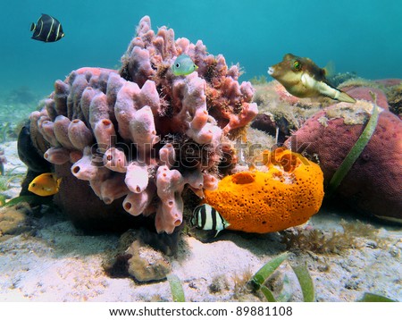 Underwater marine life with colorful sea sponges and tropical fish in the Caribbean sea