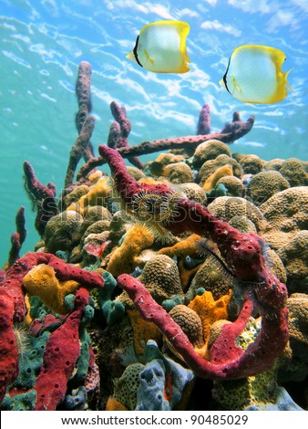 Colorful marine life and tropical fish in a coral reef under water surface of the Caribbean sea