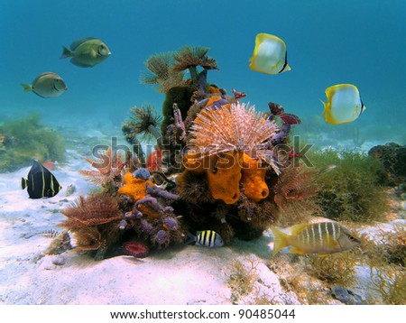 Underwater colorful bouquet of marine life with tropical fish in the Caribbean sea