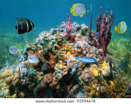 Colorful  Fish on Colorful Sea Sponges And Fish In A Reef Caribbean Sea   Stock Photo