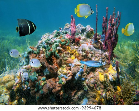 Underwater life with colorful sponges and tropical fish in a coral reef of the Caribbean sea