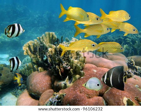 Underwater tropical fish in a coral reef of the Caribbean sea