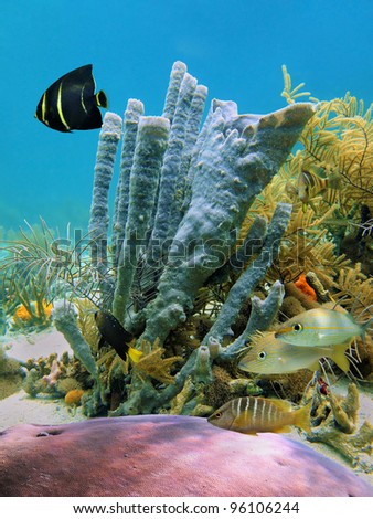 Underwater life with branching vase sponge and tropical fish in a coral reef of the Caribbean sea