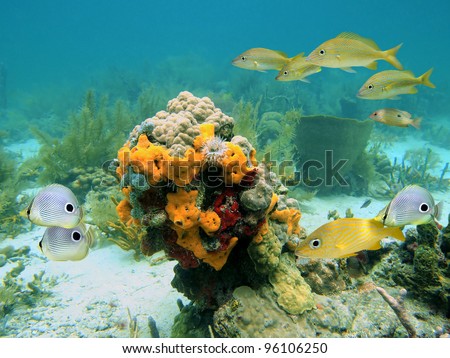 Seabed with tropical fish and sponges in a coral reef of the Caribbean sea