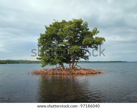 Mangrove islet in the archipelago of Bocas del Toro, Caribbean sea, Panama, Central America