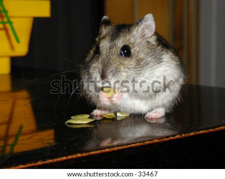 Djungarian hamster (phodopus sungorus, known also as dwarf hamster or russian hamster) sitting on a desk and eating pumpkin seeds.