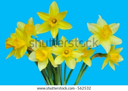 Isolated daffodils