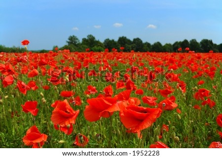 Red poppies and blue sky, focus on nearest flowers.