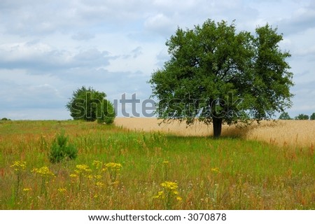 Trees, meadow and sky with clouds