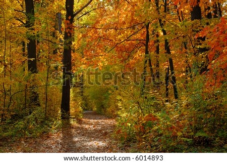 Fall in forest