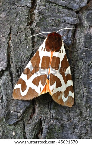 Macro of tiger moth (Arctia caja) sitting on a tree