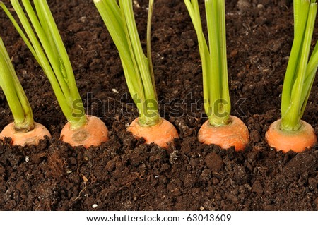 Macro of five carrots in the garden