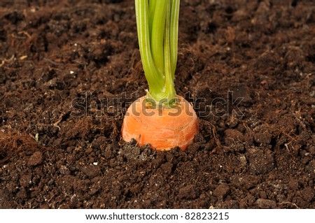 Macro of carrot in the garden