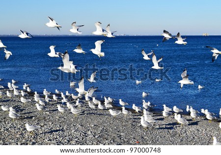 A swarm of seagulls sitting and flying on beautiful blue water of the lake  Ontario, in Hamilton, Canada.