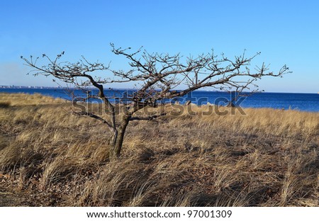 A single lonely tree in high see grass in the winter on the lake Ontario, under   bright sunshine and beautiful blue water and sky.