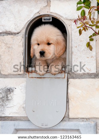 A cute Golden Retriever puppy is sitting in a mailbox looking like a present to a new home.