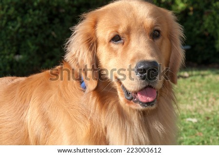 Beautiful head-shot of a Golden Retriever in the morning son. The light reflects his golden highlights in his hair. His mouth is open comfortably with his pink tongue showing.