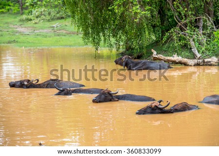 Wild water buffalo (Bubalus arnee,also called Asian  or Asiatic buffalo) bathing in lake in Yala Wildlife National Park in Sri Lanka. It is listed as endangered in the IUCN Red list.