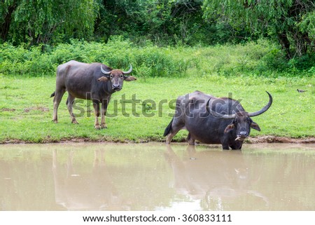 Wild water buffalo (Bubalus arnee,also called Asian or Asiatic buffalo) bathing in lake in Yala Wildlife National Park in Sri Lanka. It is listed as endangered in the IUCN Red list.