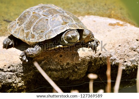 lone leopard tortoise