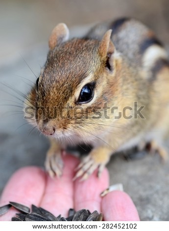 Close up of a cute little chipmunk eating sunflower seeds out of a hand