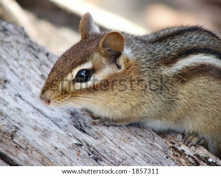 Real Cute Chipmunks