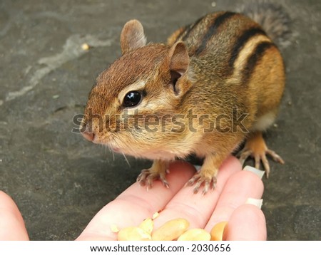 Chipmunk Hand Signs