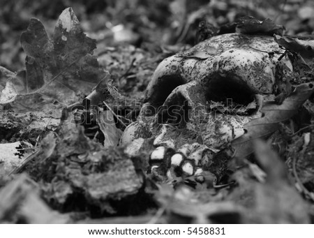 scary skull in a pile of leaves