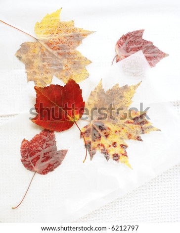 array of pressed leaves with one fresh red leaf