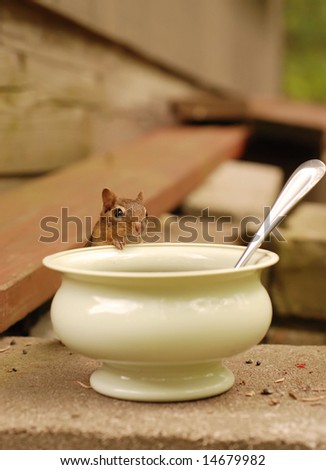 chipmunk peeking over rim of bowl
