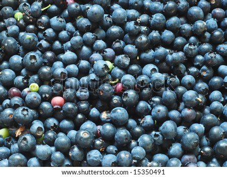 macro of fresh picked wild blueberries, by window light