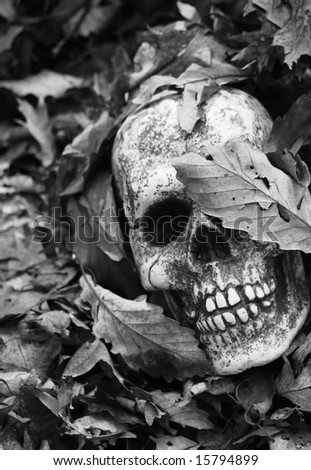 Peek a boo - skull buried in leaves